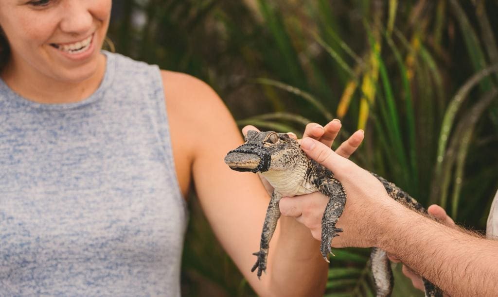 Everglades vacation goers enjoy holding a baby alligator on an animal encounter during an everglades visit