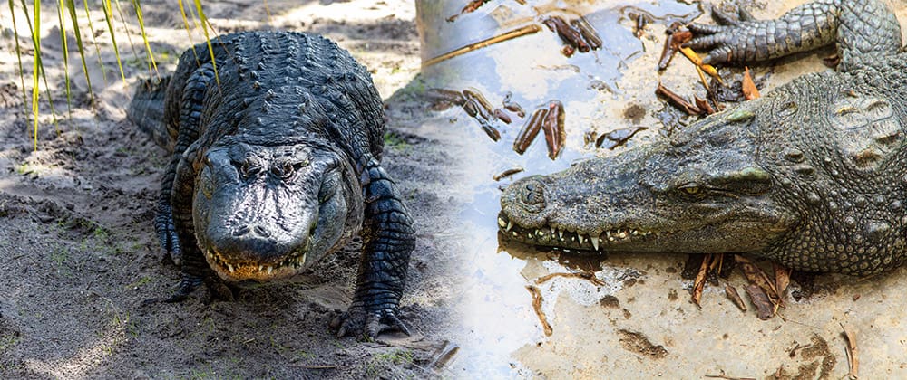 See the difference between an alligator snout vs. a crocodile snout