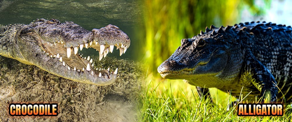 American alligator and American alligator side by side comparison photo