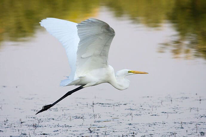 egret