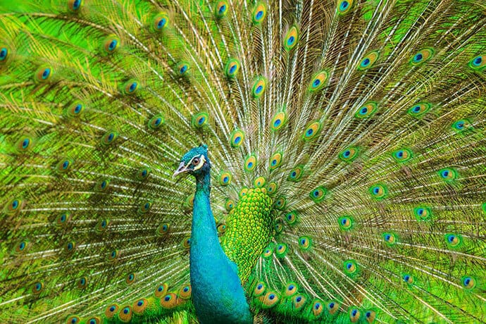 peacock